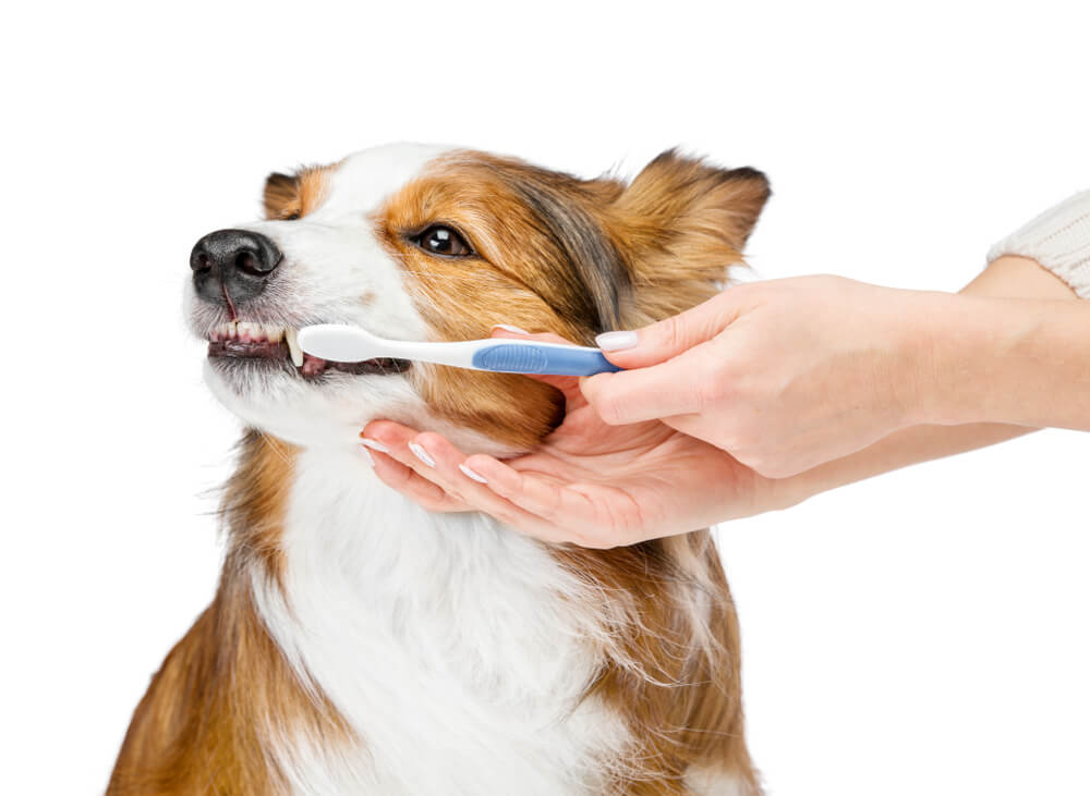 犬 歯磨き