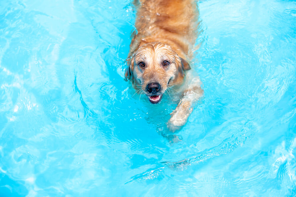 犬＿泳ぐ