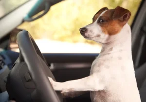 犬　運転
