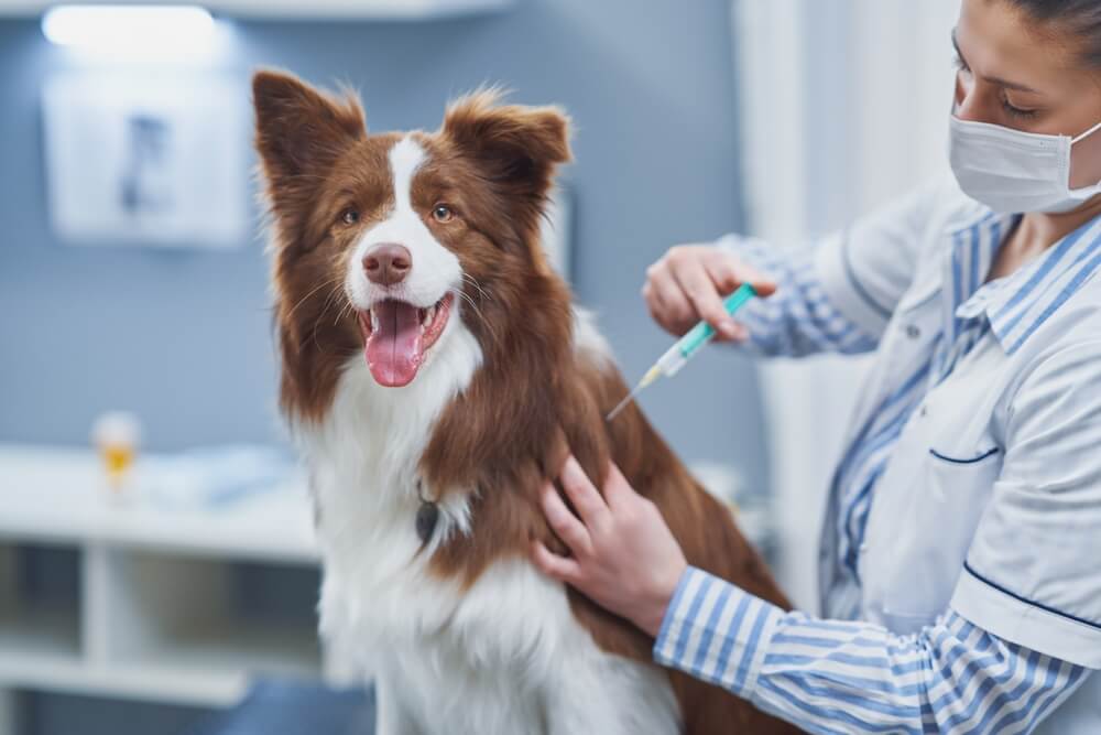 犬　ワクチン