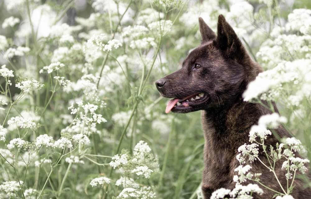 甲斐犬