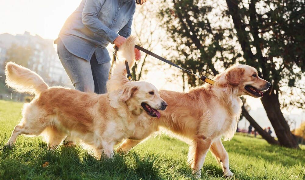 ゴールデンレトリバー　犬　素材　