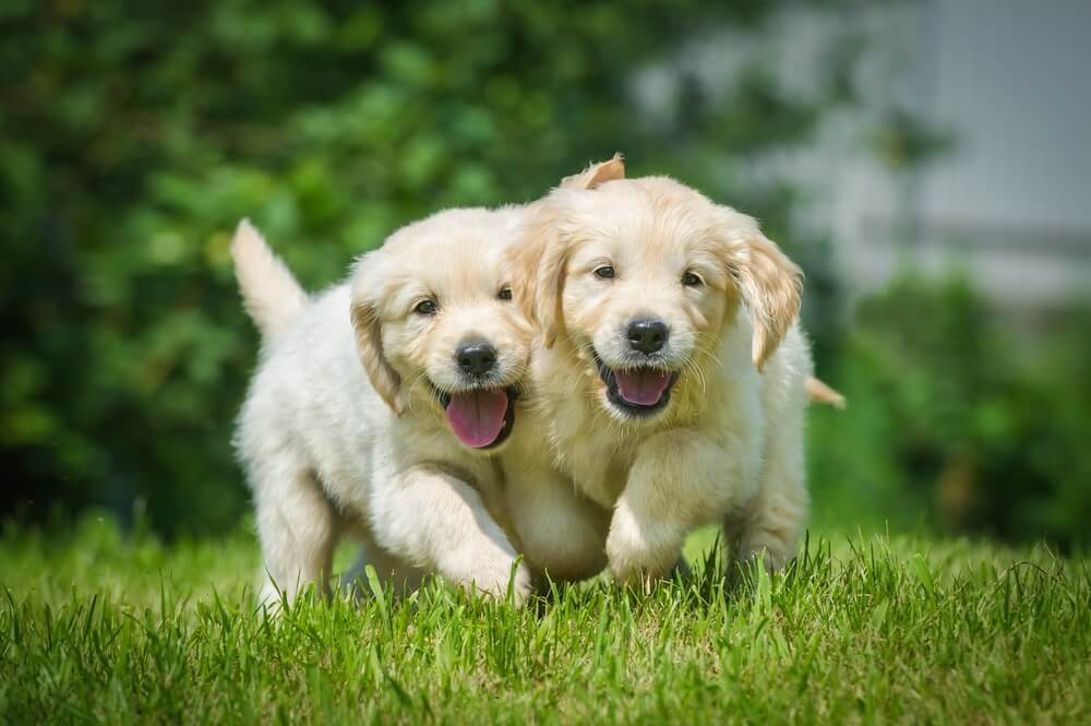 ゴールデンレトリバー　犬　素材　