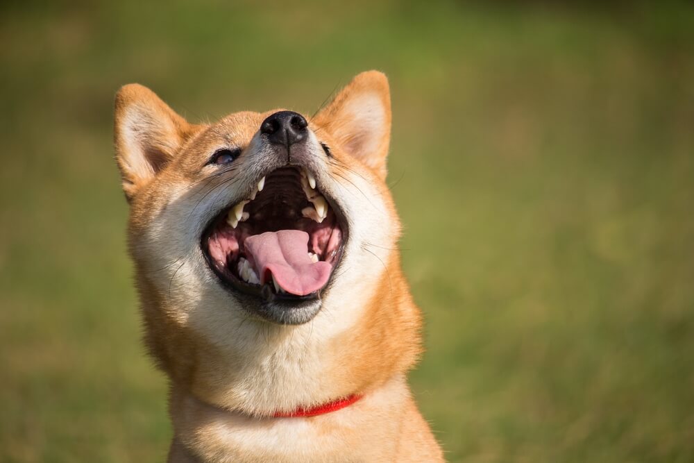 柴犬　口