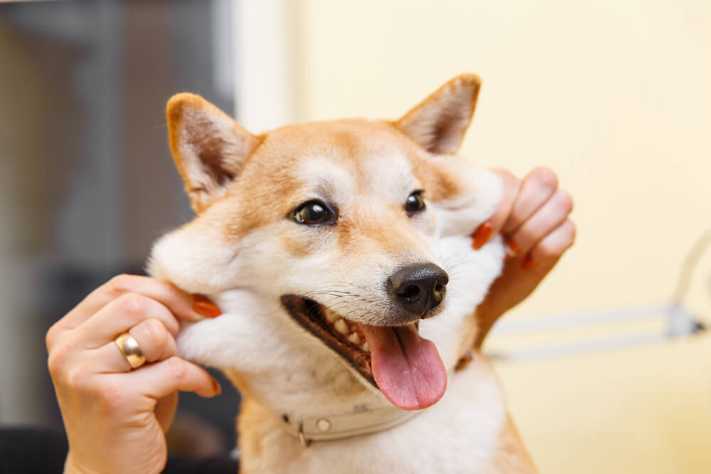 柴犬　口