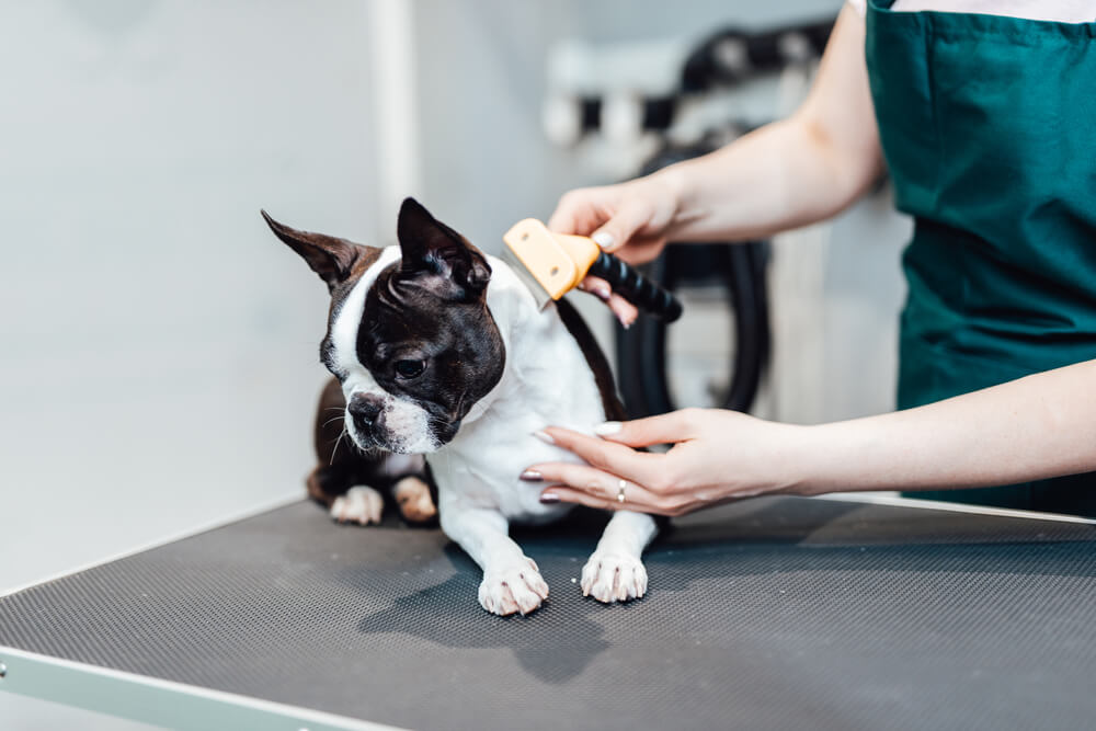 犬　ボストンテリア