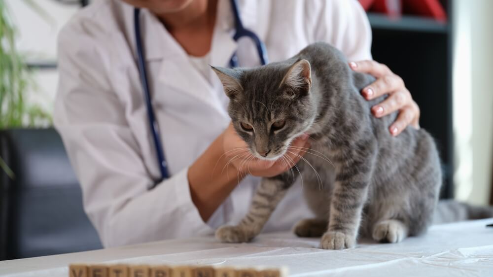 猫　病気