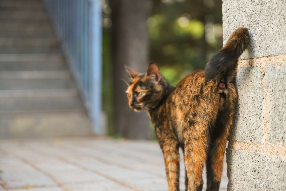 猫　マーキング