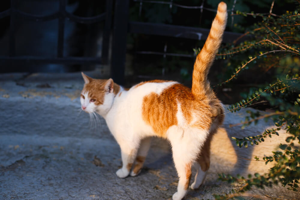 猫　マーキング