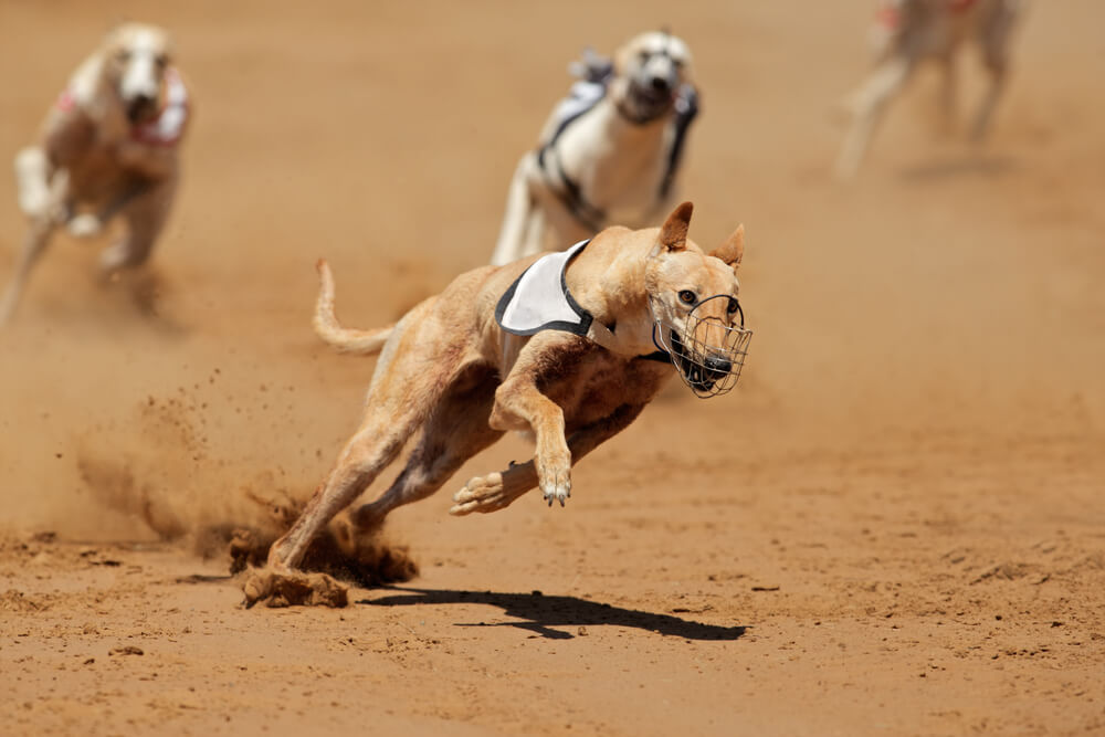 犬のドッグレース、歴史は？どこでできる？グレイハウンドが活躍？ - Qrasippo（クラシッポ）