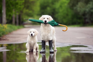 雨の日の散歩　犬