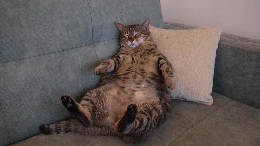 肥満の猫