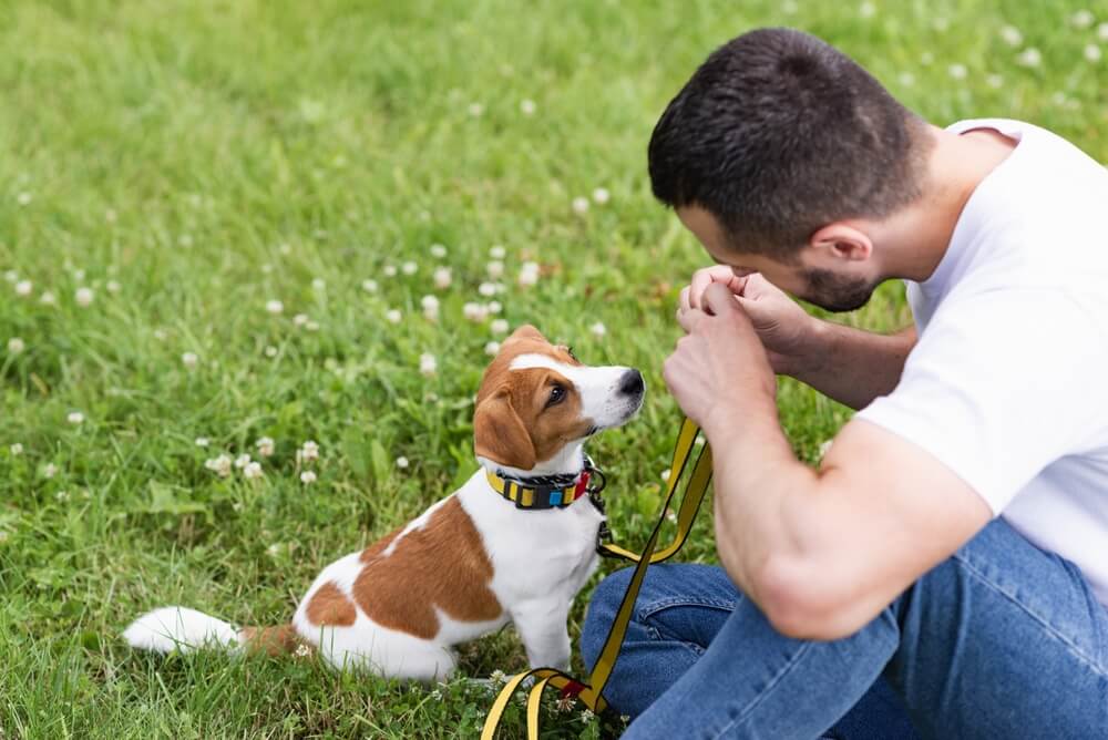 犬　草