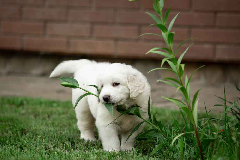 犬　草