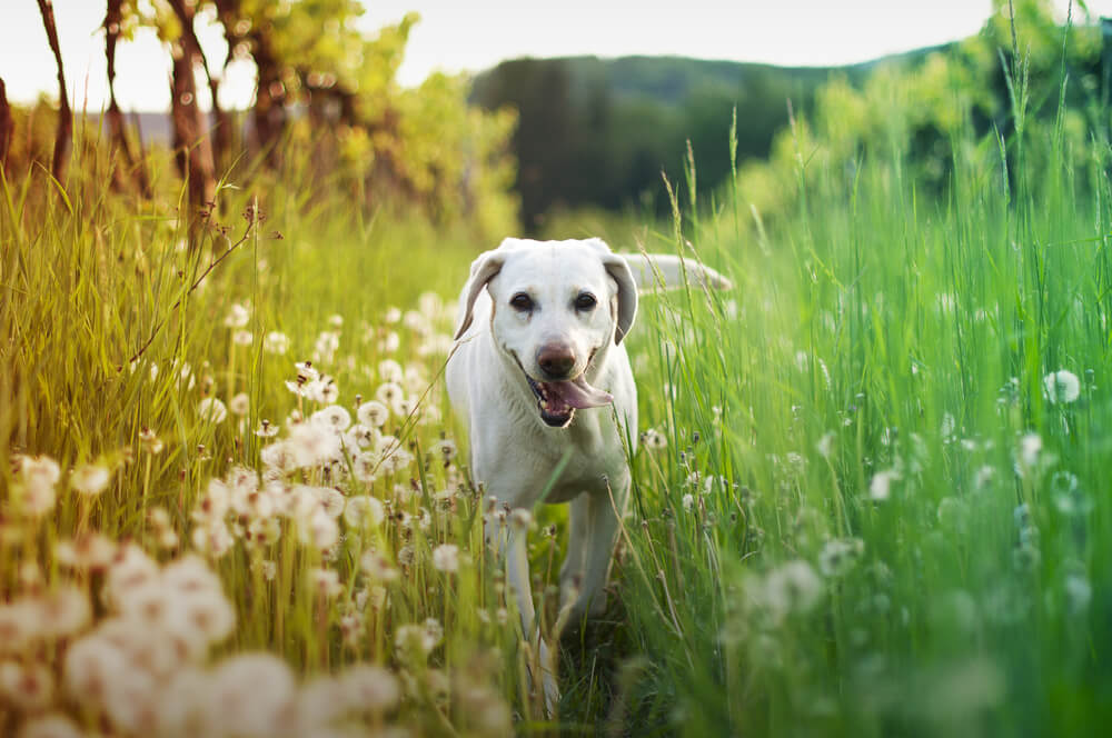 犬　草原