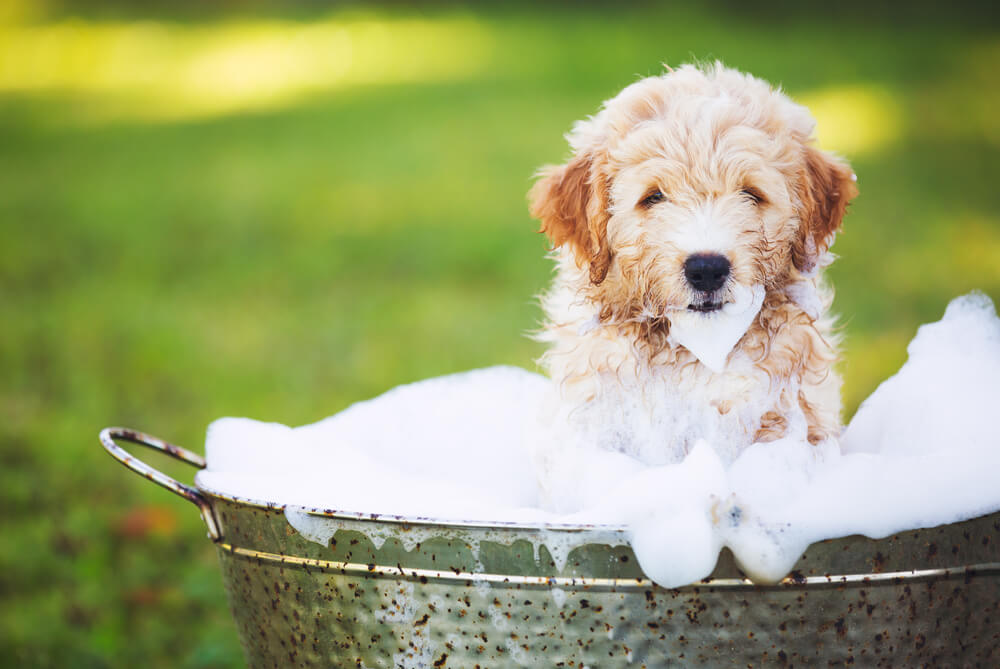 子犬　お風呂