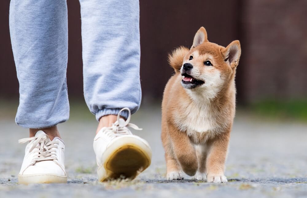 子犬　散歩