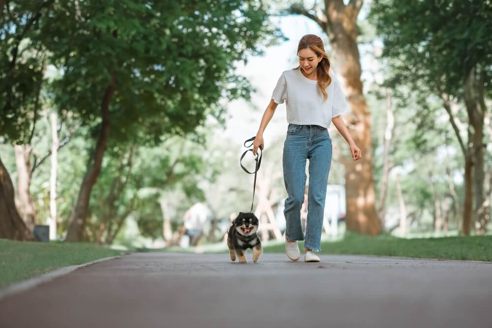 子犬　散歩