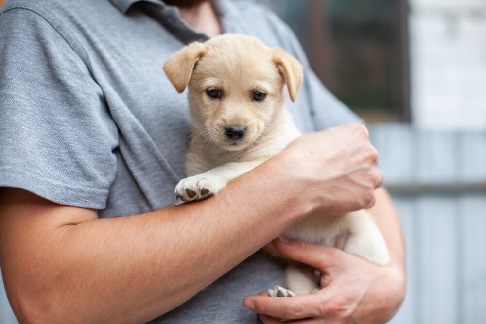 子犬