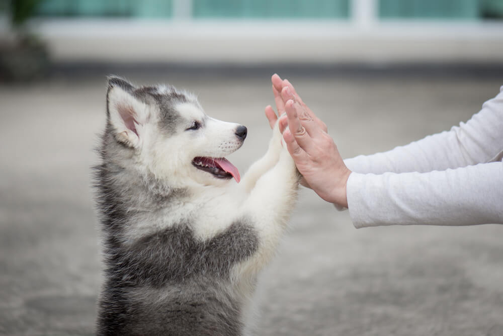 イ子犬