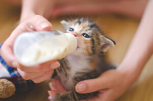 子猫　ミルク