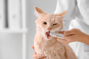 猫　歯磨き