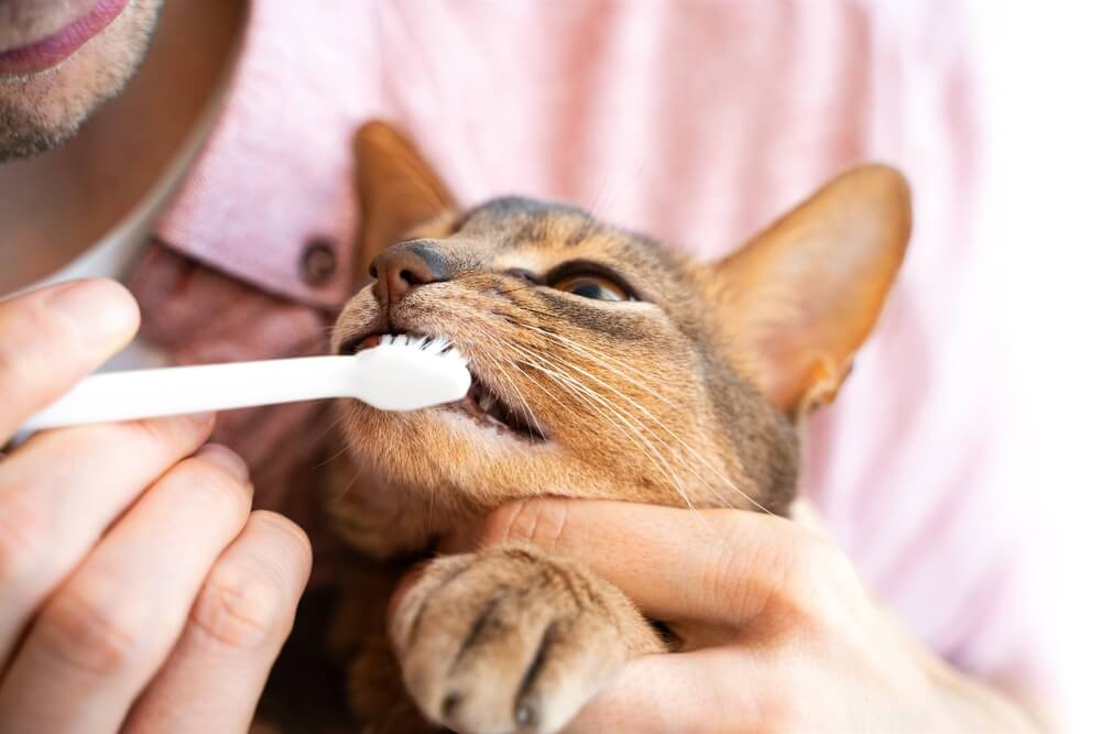 猫_歯ブラシ