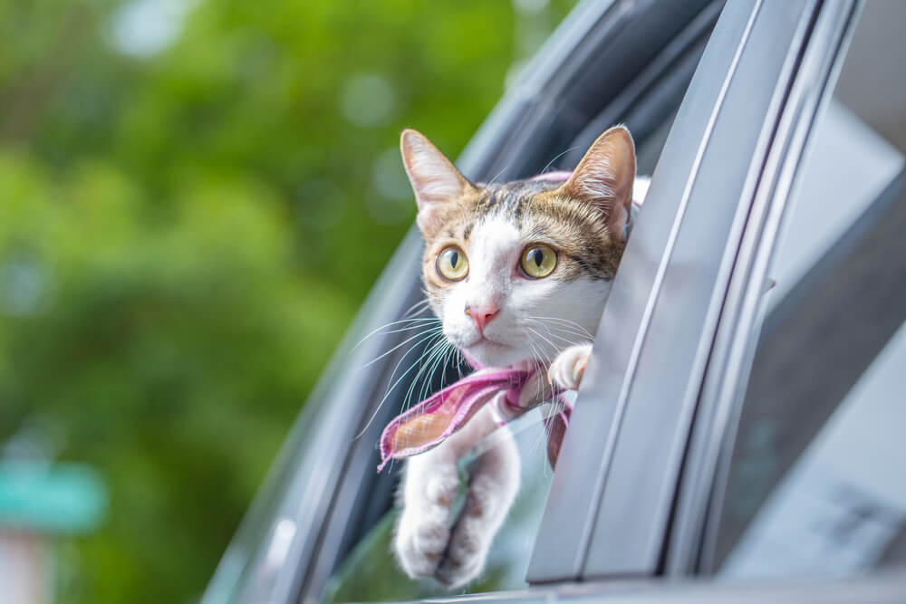 猫　車