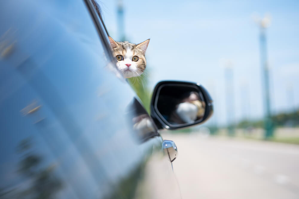 猫　車