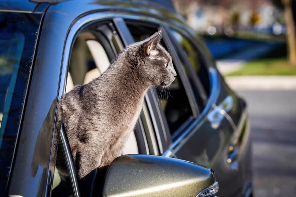 猫　車