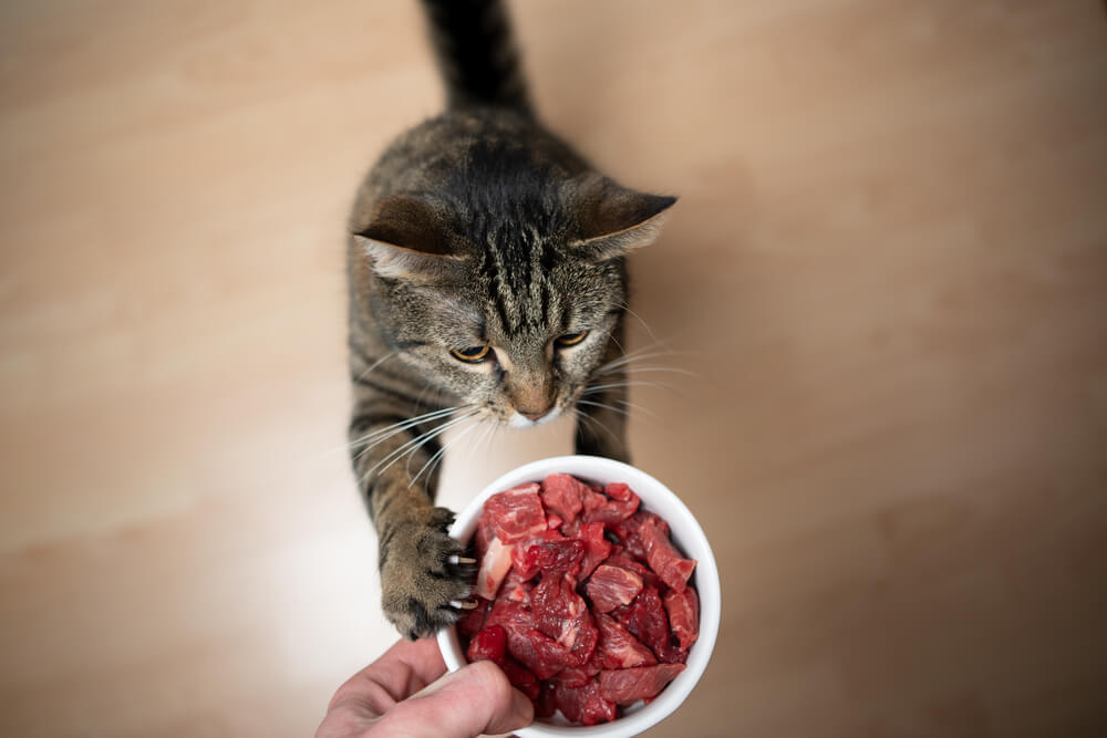 猫　肉
