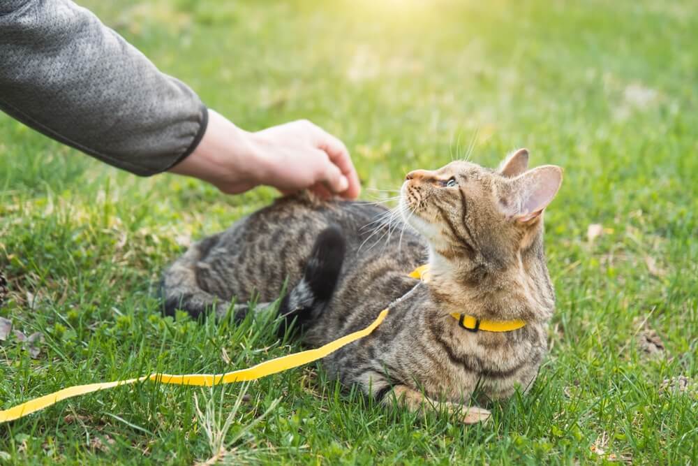 猫　散歩