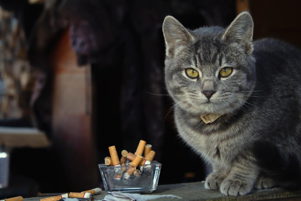 猫　タバコ