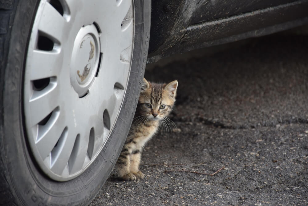 ねこばんばん