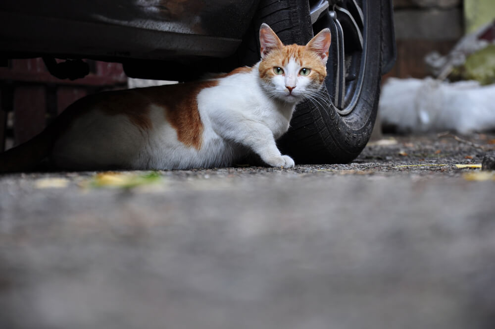 ねこばんばん