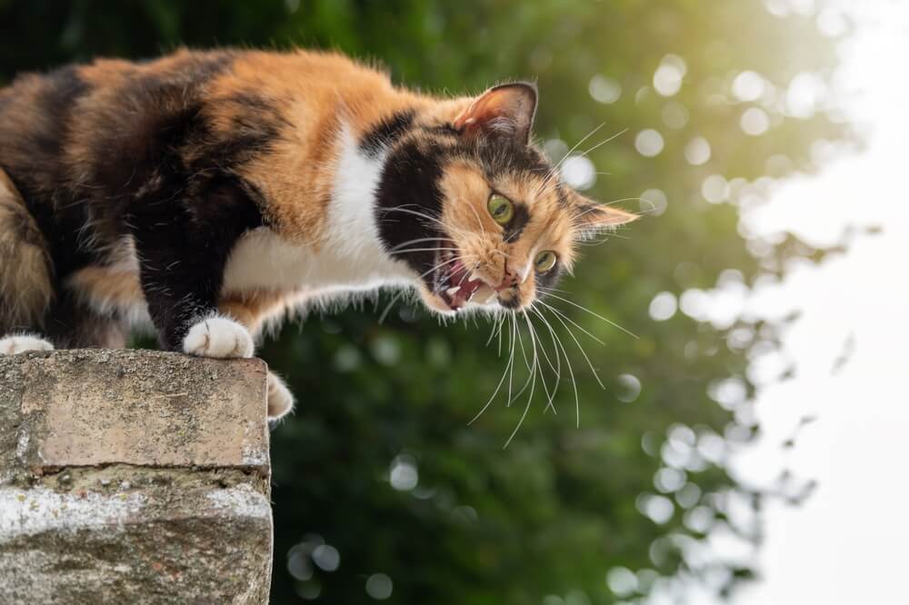 野良猫