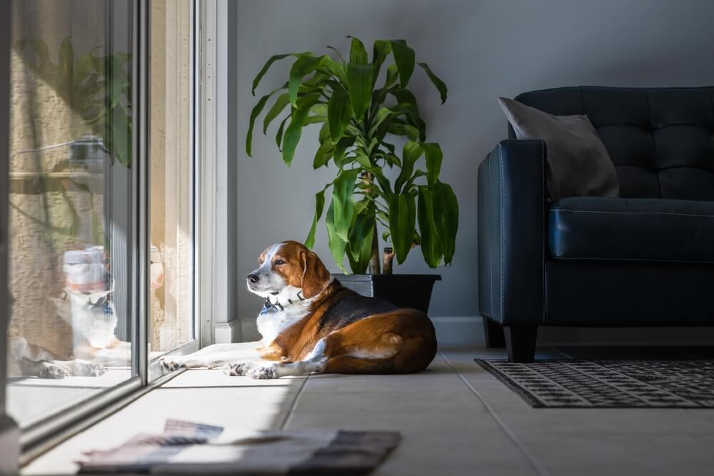 大型犬