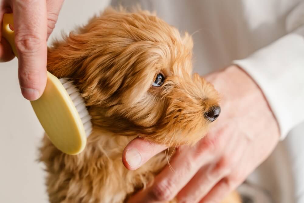 犬　ブラッシング