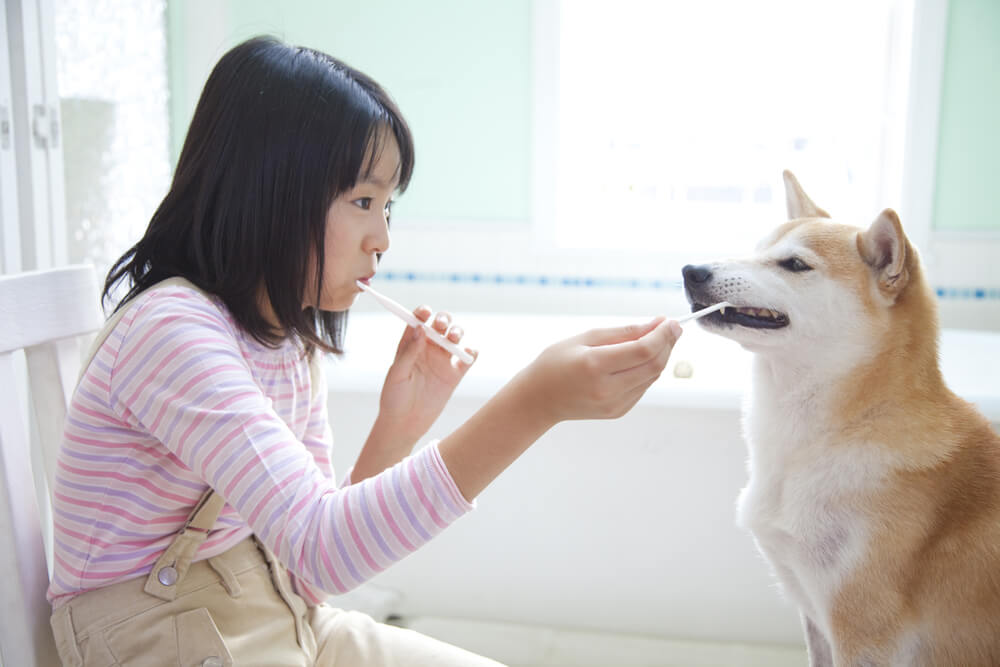 柴犬　歯磨き