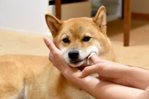 柴犬　歯磨き