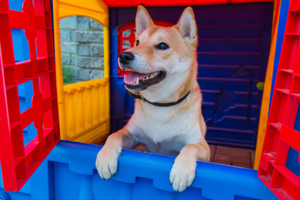 柴犬　おもちゃ