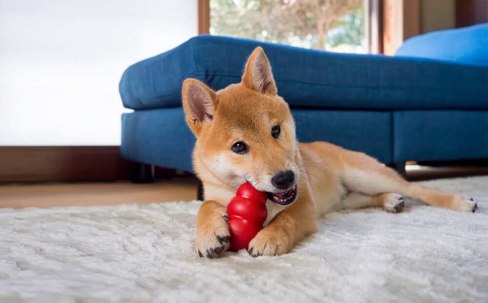 柴犬　おもちゃ