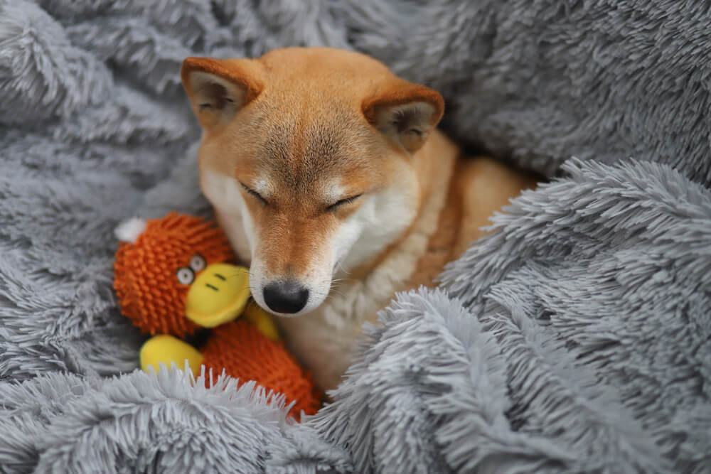 柴犬　おもちゃ