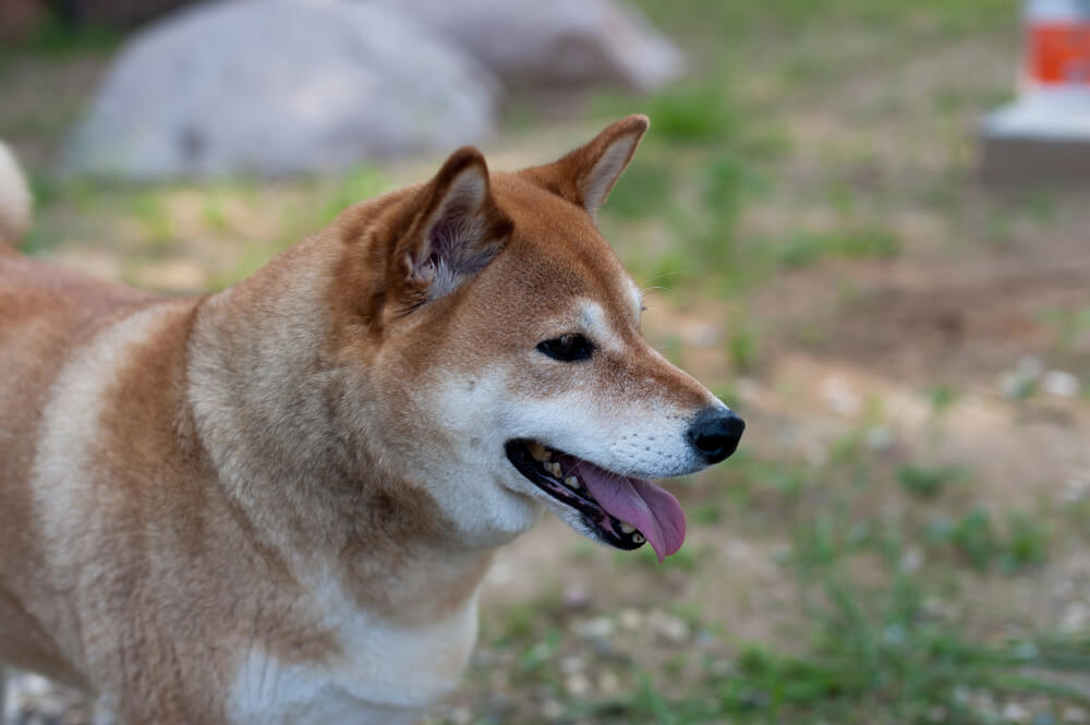 柴犬