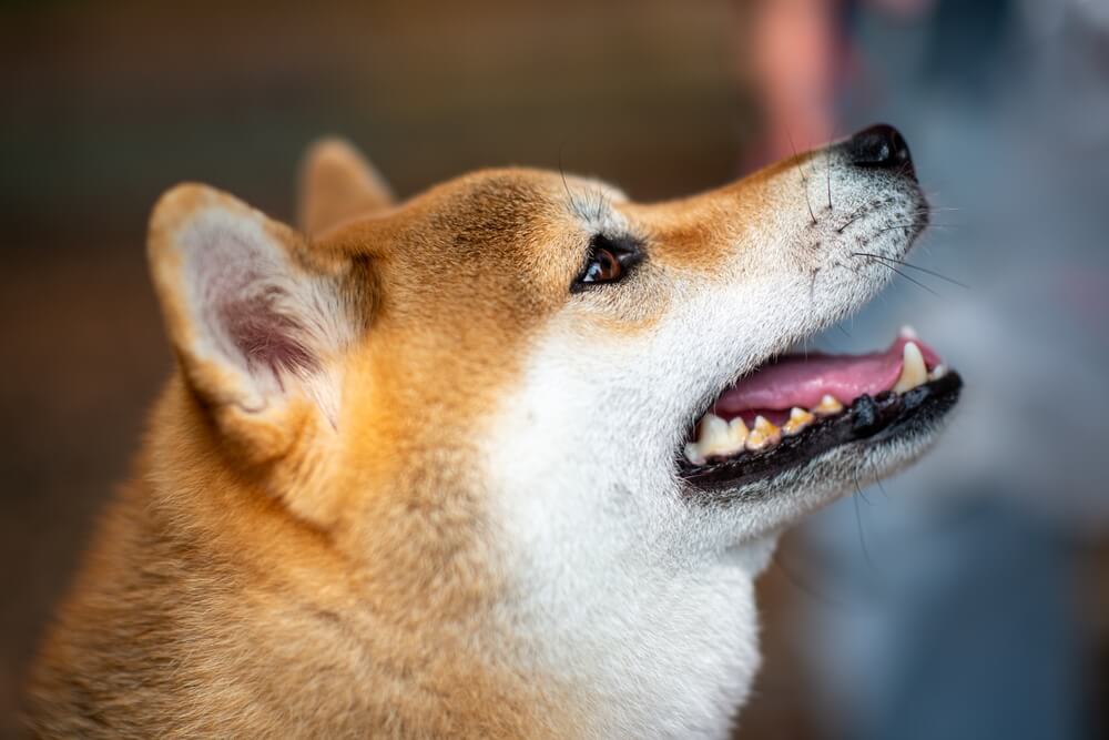 柴犬