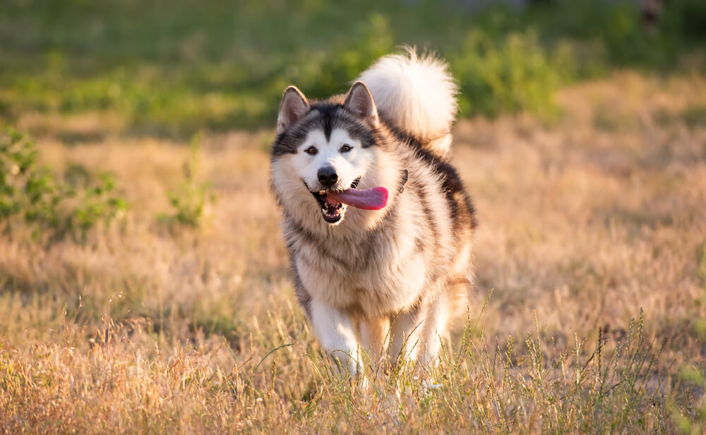 アラスカンマラミュート　