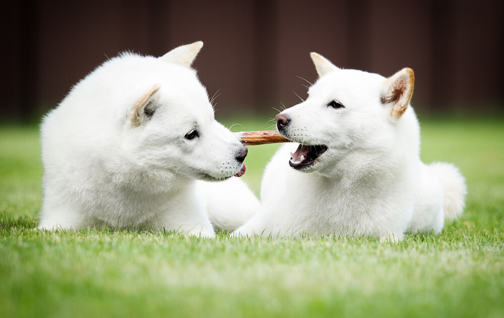 北海道犬