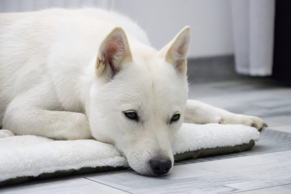 北海道犬