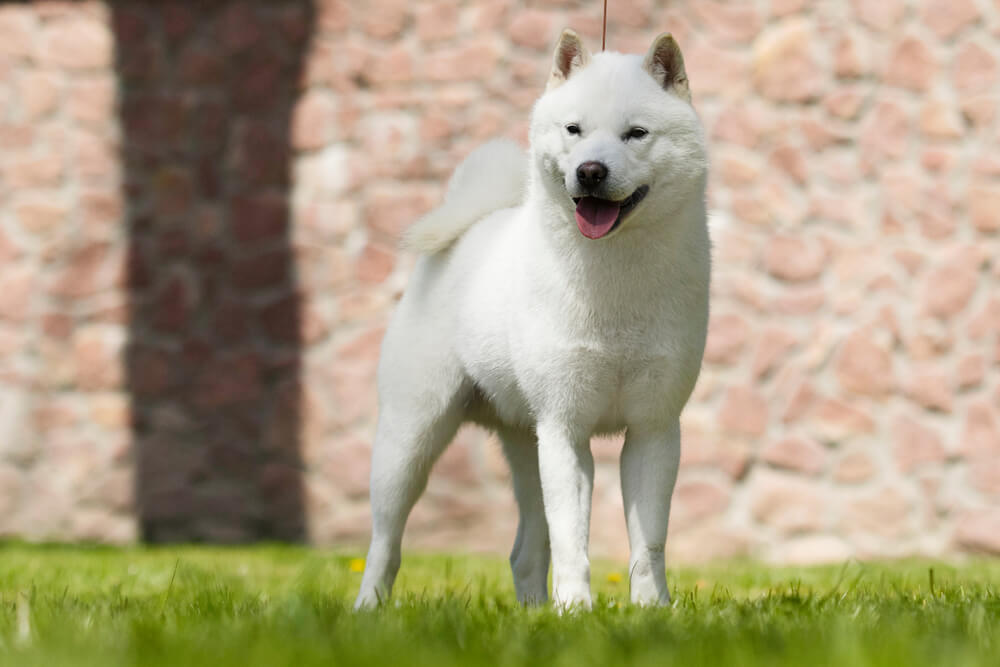 北海道犬