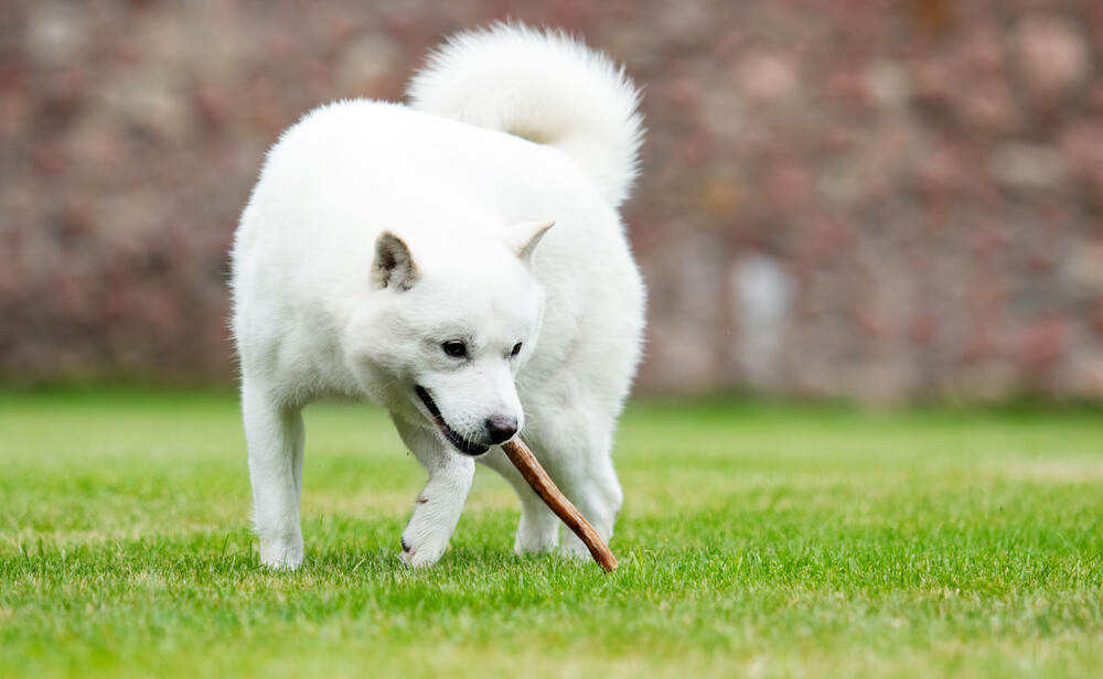 北海道犬